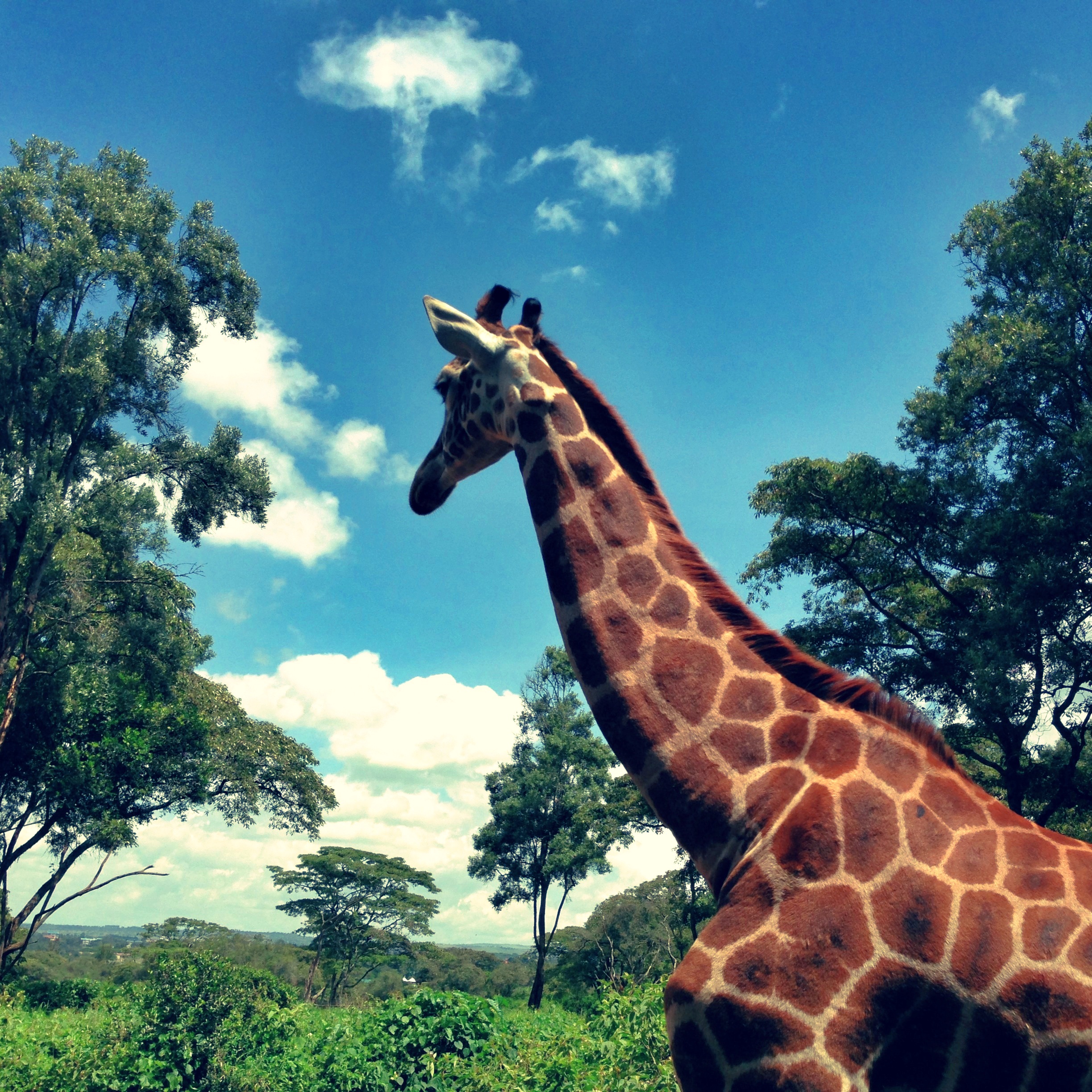 In the wild. Almost.